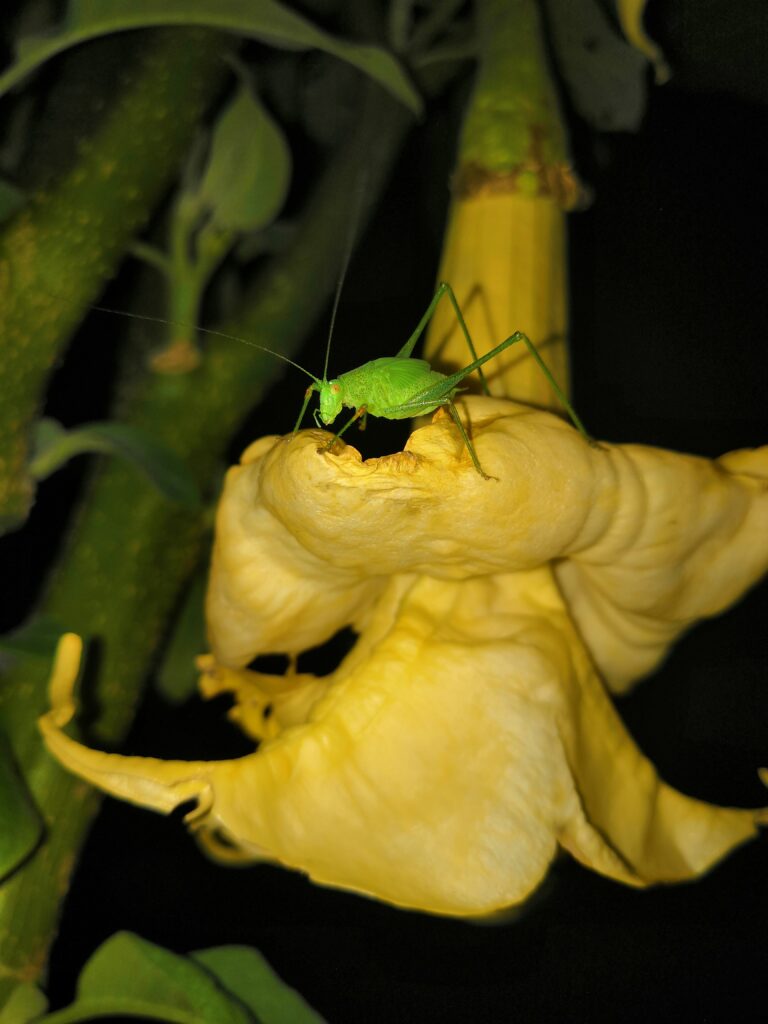 kobylka zelená, Bergfee