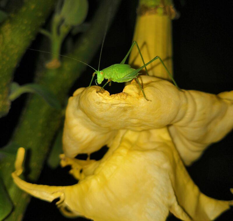 kobylka zelená, Bergfee
